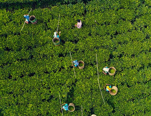 FJ&G acts legal advisers to Agarapatana Plantations Limited in IPO